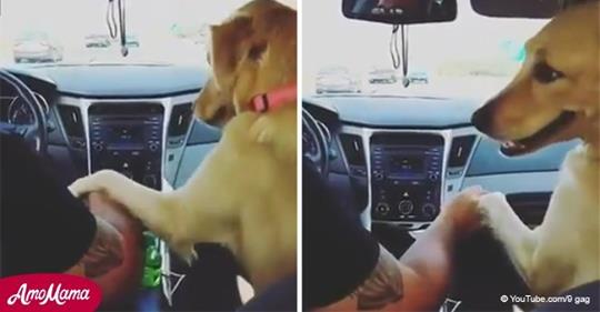 Ein Hund sieht seine Besitzerin auf dem Rücksitz frech an, während er mit ihrem Ehemann vorne sitzt