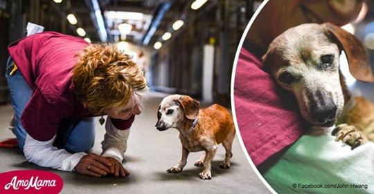 Ein blinder Hund verliebte sich in die Person, die er als erste in dem Tierheim sah. Sein Leben änderte sich komplett
