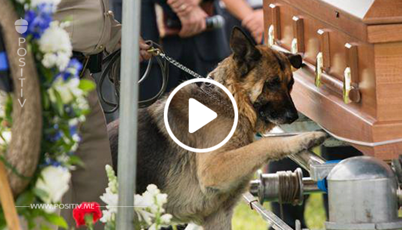 Der rührende Abschied eines Polizeihundes von seinem Kollegen