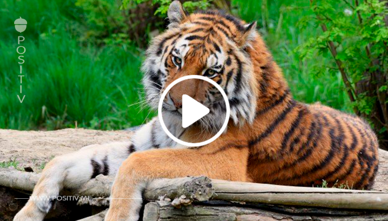 Ein Tiger gebärt Zwillinge, aber einer von ihnen atmet nicht, die Mutter handelt sofort