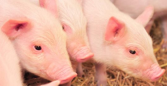 Kastrieren ohne Betäubung - Wie Bauern und Politik mit der Tierquälerei weitermachen wollen