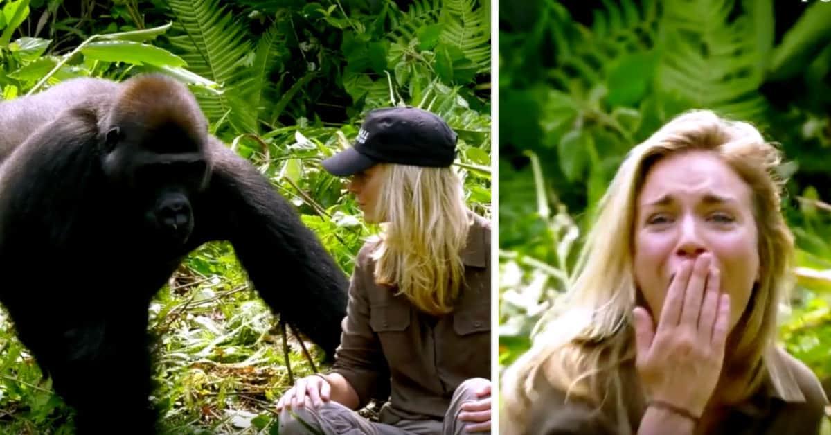 Er zog Gorillas auf, 6 Jahre später treffen sie seine Frau – trotz Warnung nähert sie sich