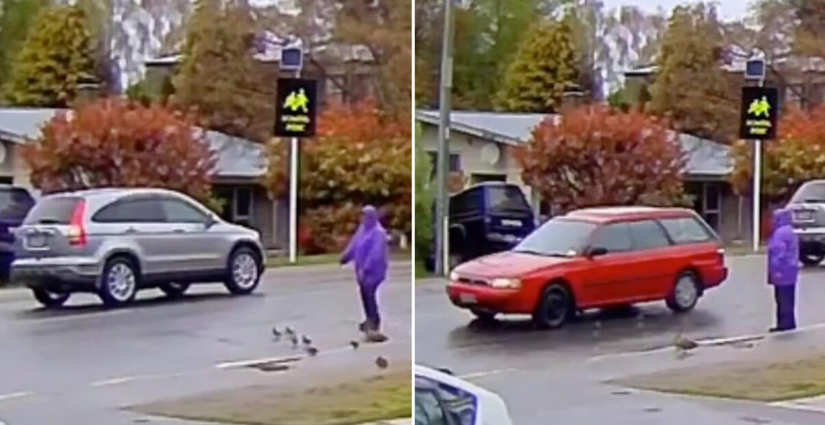 Frau hilft Entenfamilie über die Straße – rücksichtsloser Autofahrer mäht sie alle um