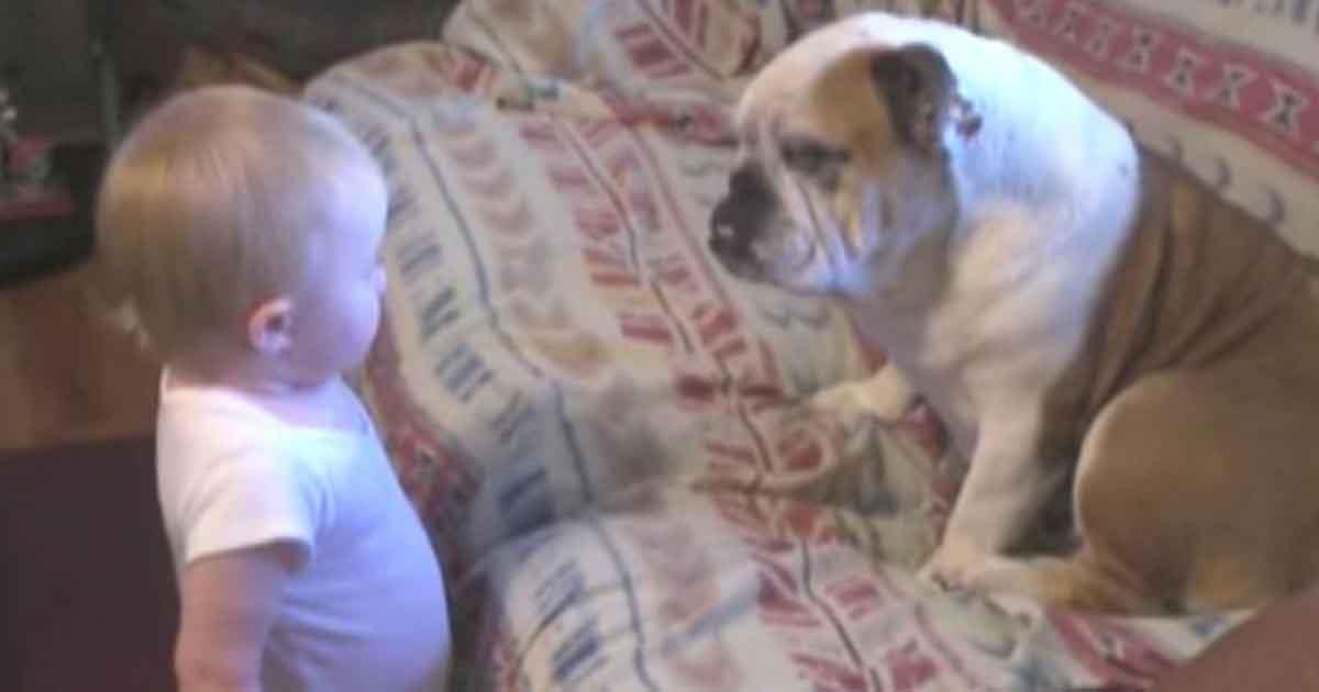 Baby diskutiert mit Familien-Bulldogge – schau dir die Reaktion an, einfach wundervoll!