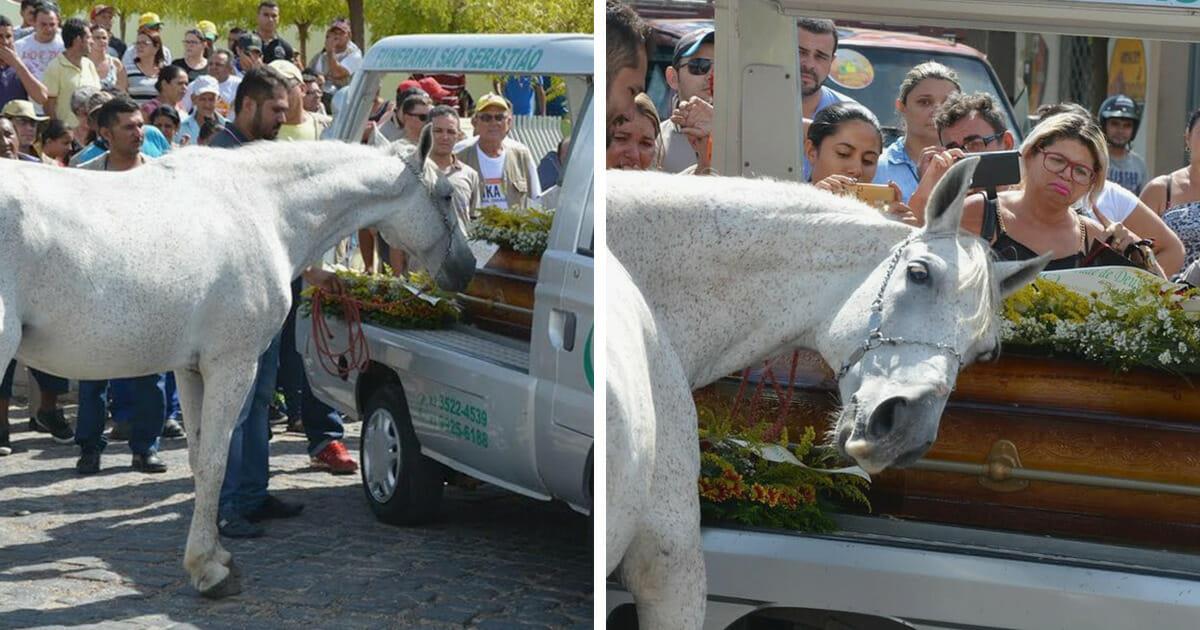 Pferd besucht Beerdigung seines Besitzers – nimmt tränenreich Abschied von einem langjährigen Freund