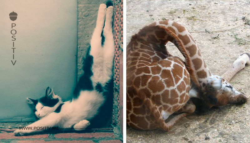 15 Tiere, die in lustigen Positionen schlafen.