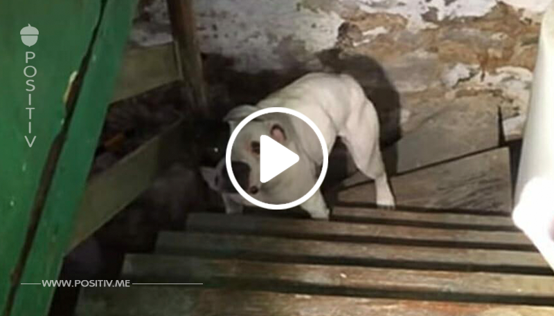 Mann zieht in neues Haus, findet ausgesetzten Hund in Keller – Reaktion von Hund sagt alles