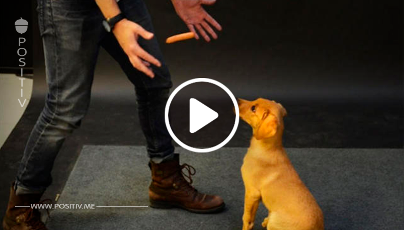 Genialer Zaubertrick: Wie reagieren Hunde auf eine schwebende Wurst?