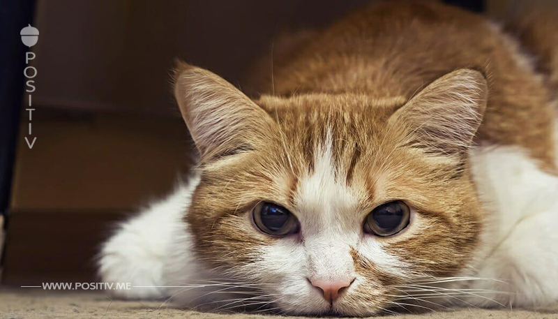 Tierquäler missbraucht Katze als lebendige Zielscheibe – durchbohrt sie mit Sportpfeil