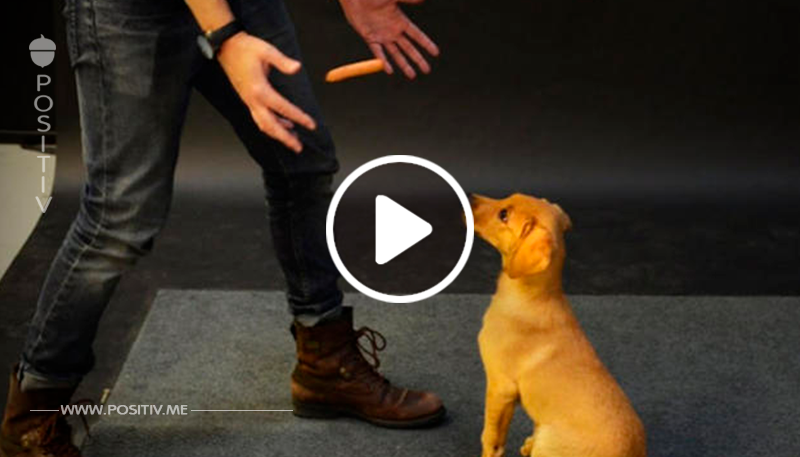 Genialer Zaubertrick: Wie reagieren Hunde auf eine schwebende Wurst?