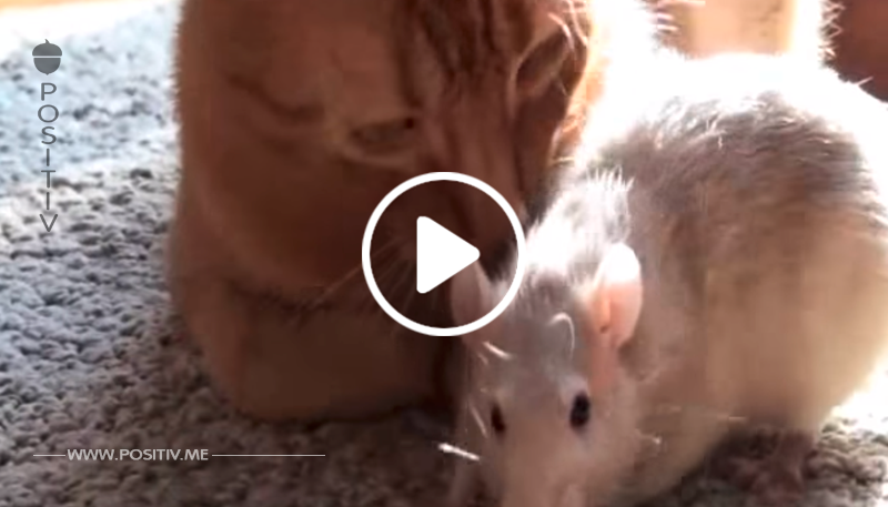 VIDEO: Wenn eine Katze und eine Ratte beste Freunde werden! Von wegen natürliche Feinde!