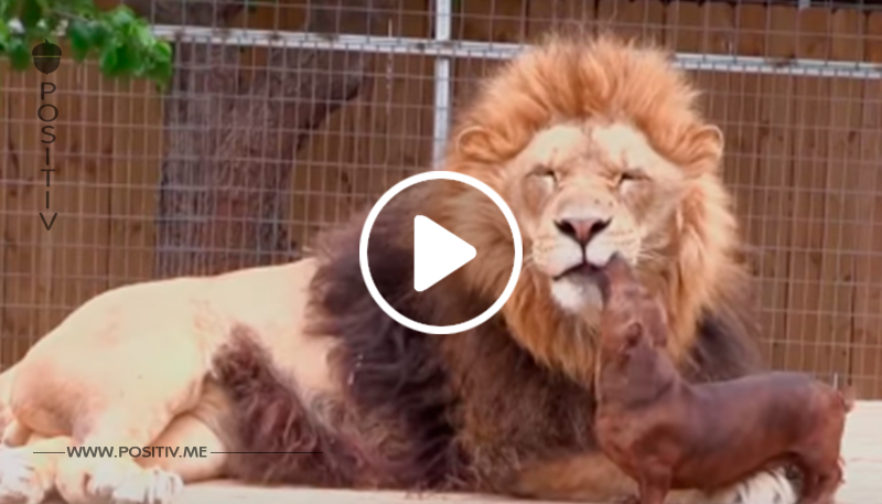 Außergewöhnliche Tierfreundschaft: Löwe und Dackel spielen miteinander!