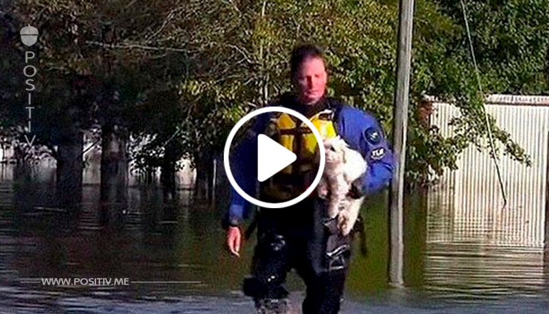 Der Hund überlebte dank dieser klugen Lösung eine Woche nach dem Hurrikan, bis er gerettet wurde