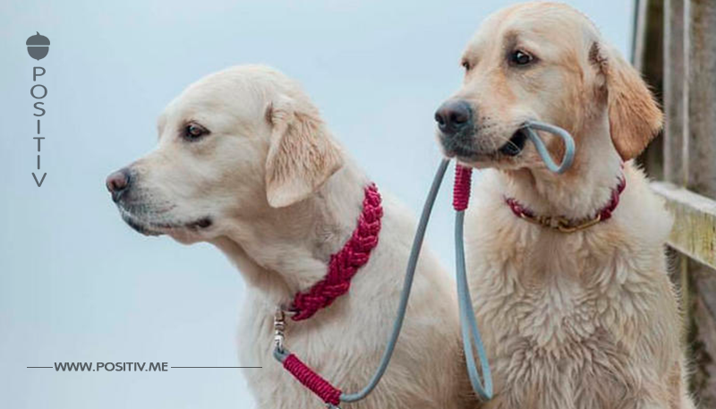 Das sind die 10 schönsten Halsbänder für Hunde