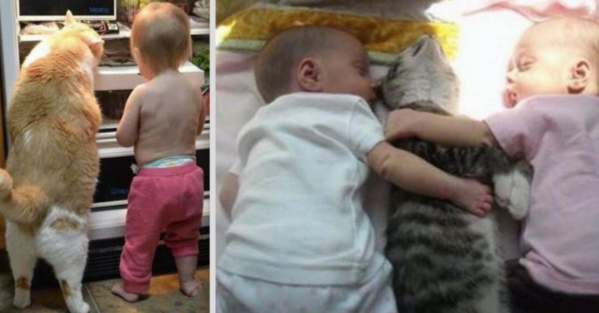 18 Fotos zeigen, warum Katzen Teil der Kindheit sein müssen.