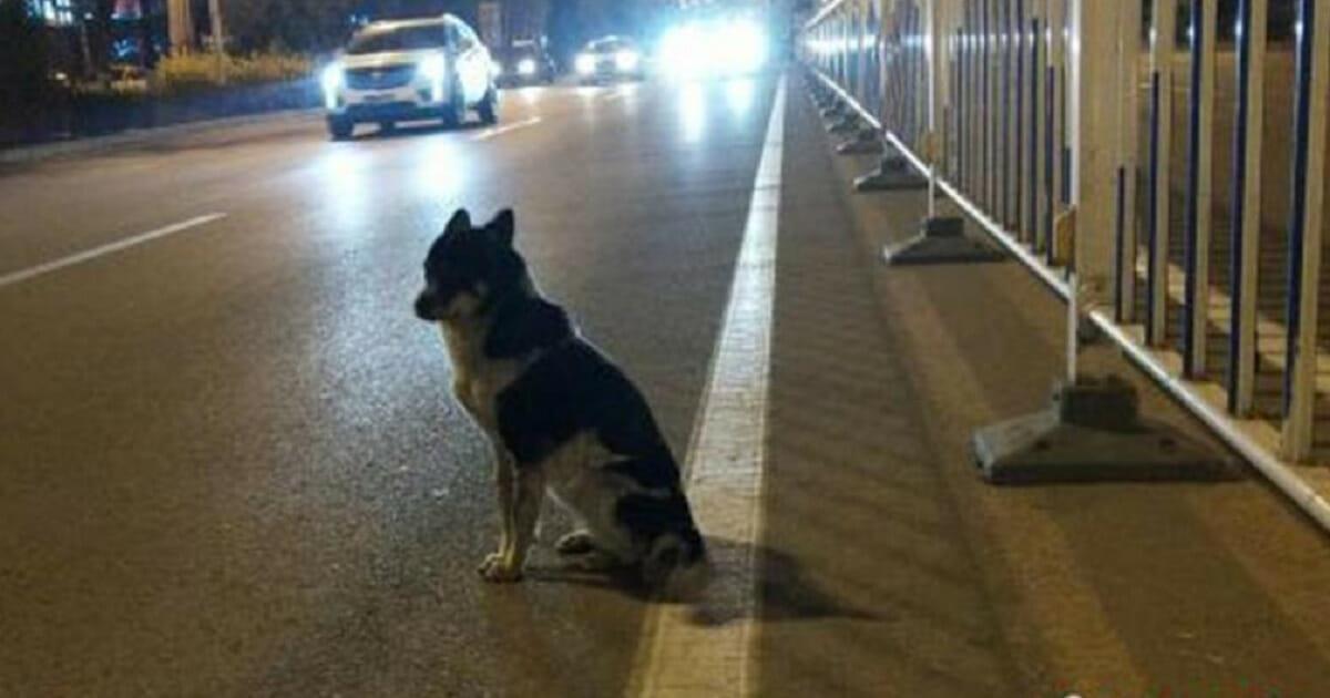 Hund wartet an Straße seit 80 Tagen auf Rückkehr des Herrchens, das dort bei Autounfall starb