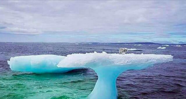 Fischer vermuten eine Robbe auf einem Eisberg – bis sie näher kommen und staunen