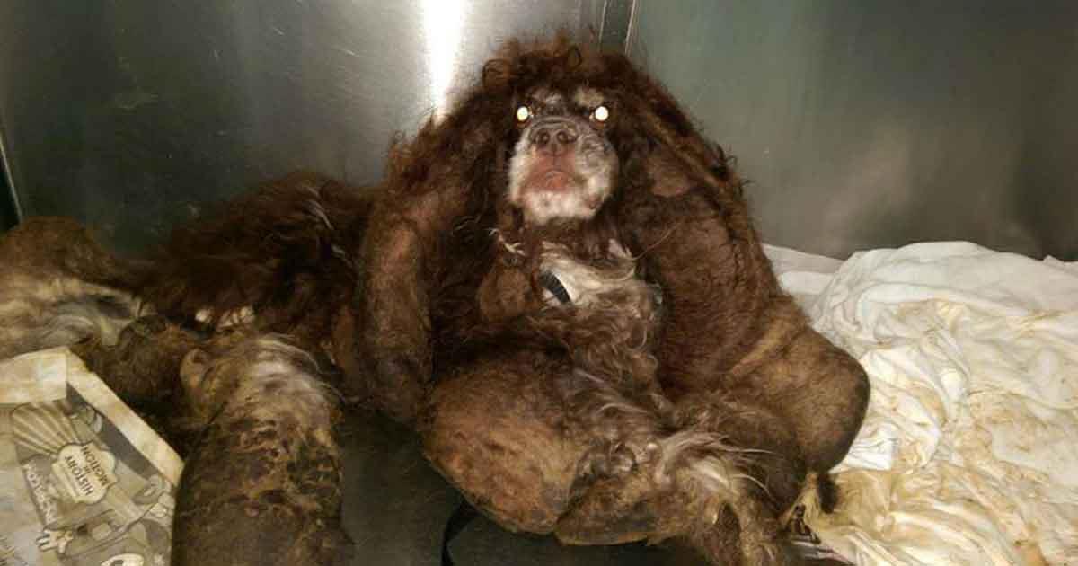 Verfilzter Hund allein und ausgesetzt gefunden – seht seine Verwandlung nach dem Verlust von 3 kg Fell