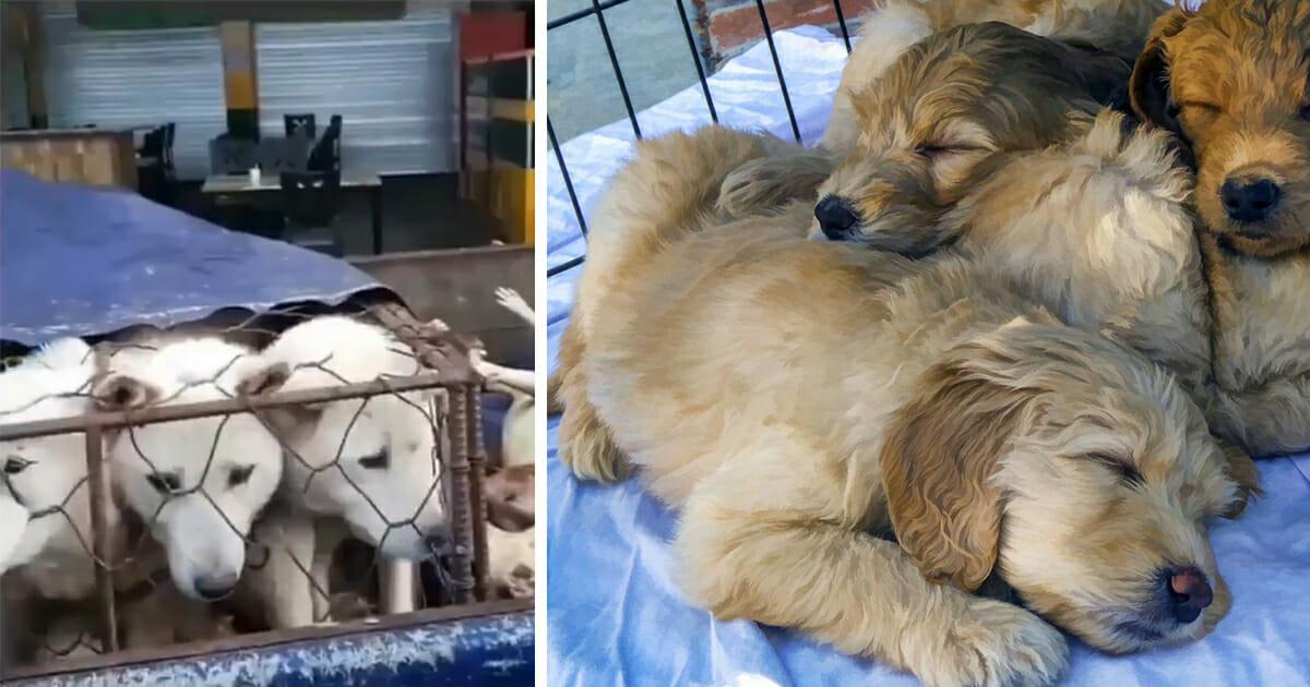 Tolle Neuigkeiten: Einer der größten Hunde-Schlachthöfe wird geschlossen