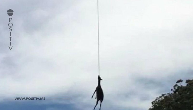 Grausamer Anblick: Tierquäler hängt Hirsch von Brücke