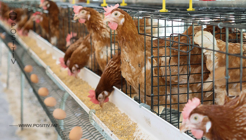 Drogen-Hühner auf Entzug: Hahn und Hennen bekamen Cannabis ins Futter gemischt