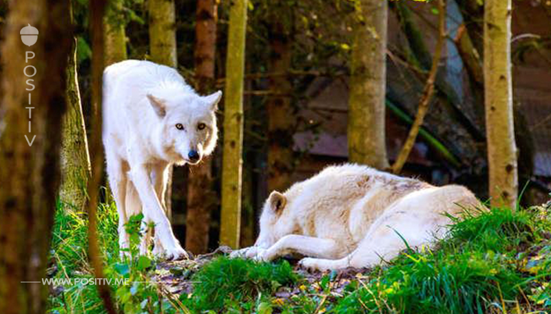 Washington hat entschieden, seltene Wolfsfamilien zu töten – Zeit sich aufzulehnen