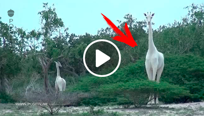 Seltener Anblick: Giraffenmutter und Junges mit komplett weißem Fell.