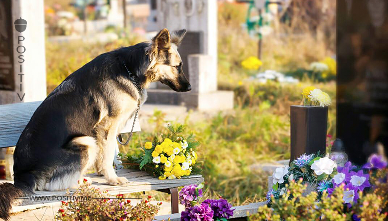 Letzte Ruhe mit Haustier: Deutscher Friedhof will gemeinsame Gräber für Hunde und Besitzer