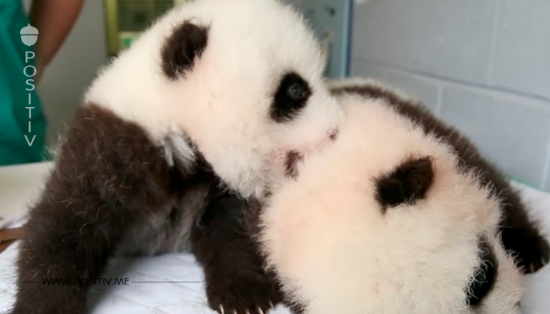 Einmalig: In den USA glückt die Geburt von Panda Zwillingen.