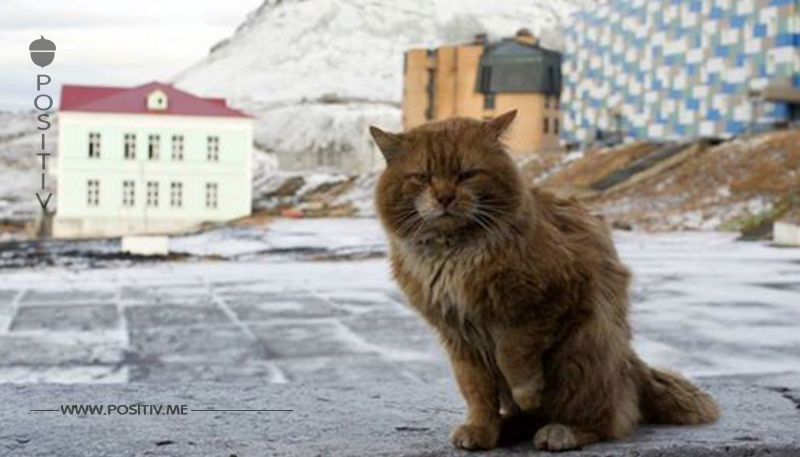 Katze lebt in Stadt, in der Katzen und Sterben verboten sind.