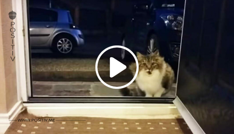 Heimatlose Katze bettelt, ins Haus kommen zu dürfen, doch sie ist nicht allein