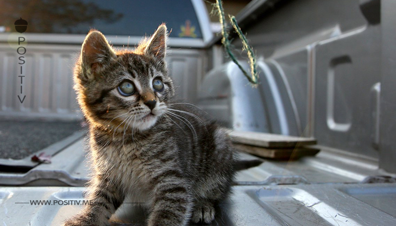 Tierquäler kleben Babykatze mit Leim auf Straße fest – Tierfreund rettet sie in letzter Minute