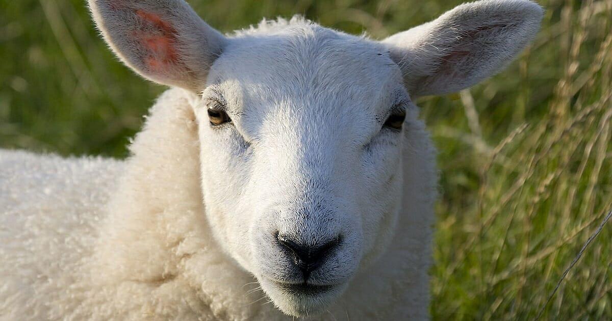 Abartige Tat: Tierquäler töten Schaf mit Feuerlöscher – Hope erleidet qualvollen Tod