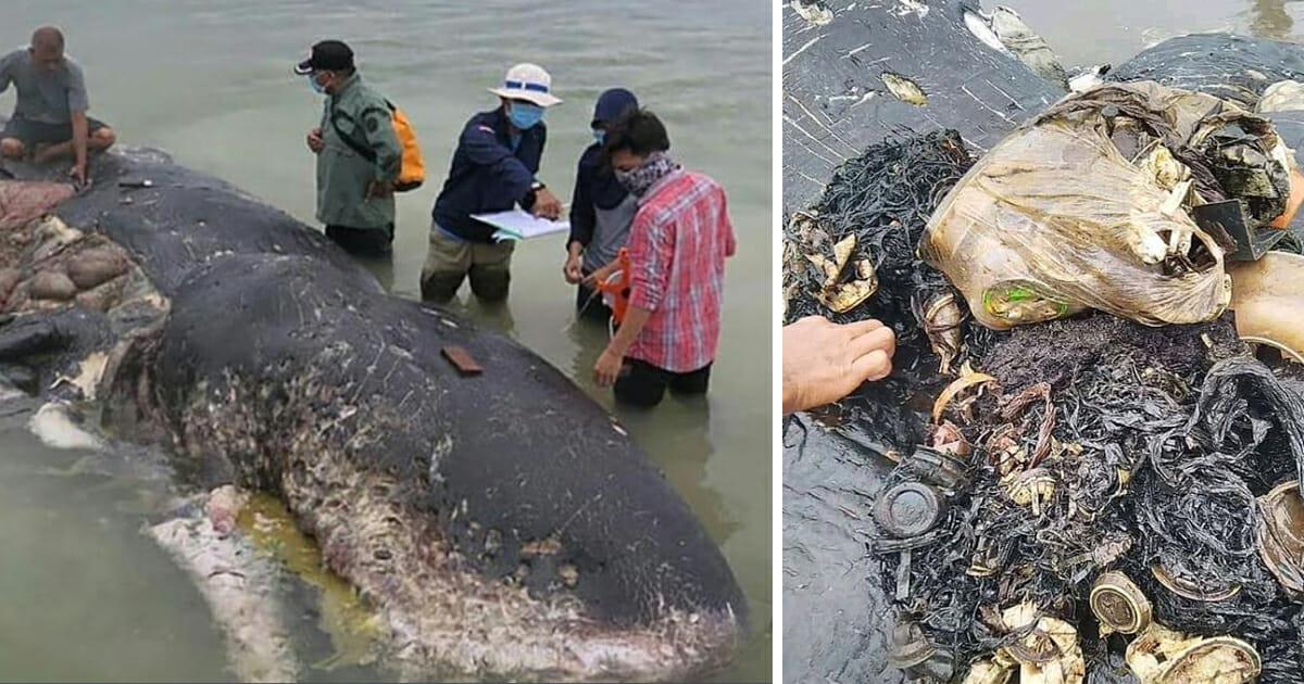 Indonesien: Toter Pottwal mit 6 kg Plastik im Magen an Land geschwemmt