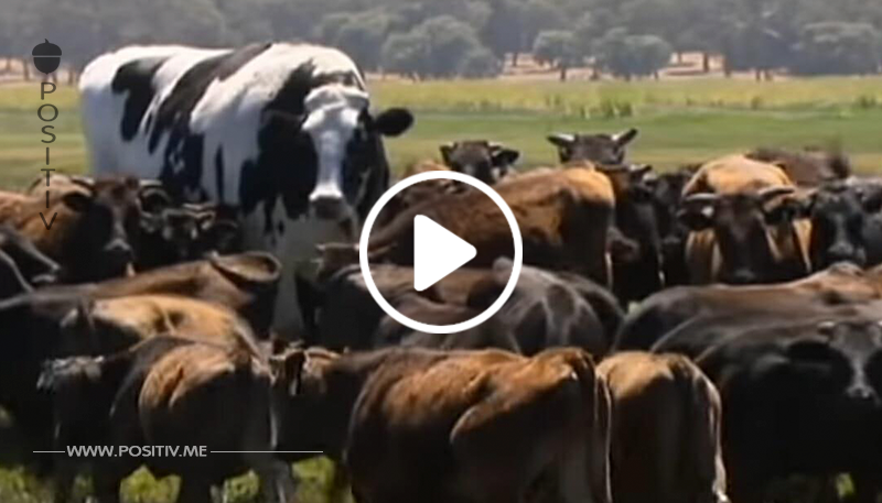 Kann nicht geschlachtet werden: Diese Kuh ist zu groß, um auf dem Teller zu landen