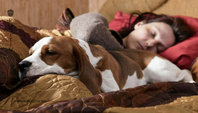 Auf diese 8 Weisen reagiert dein Körper, wenn du deinen Hund im Bett schlafen lässt