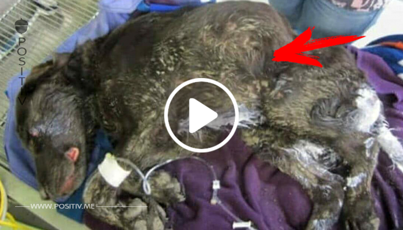 Hund verschwindet spurlos: 27 Tage später benehmen sich seine Freunde ganz merkwürdig