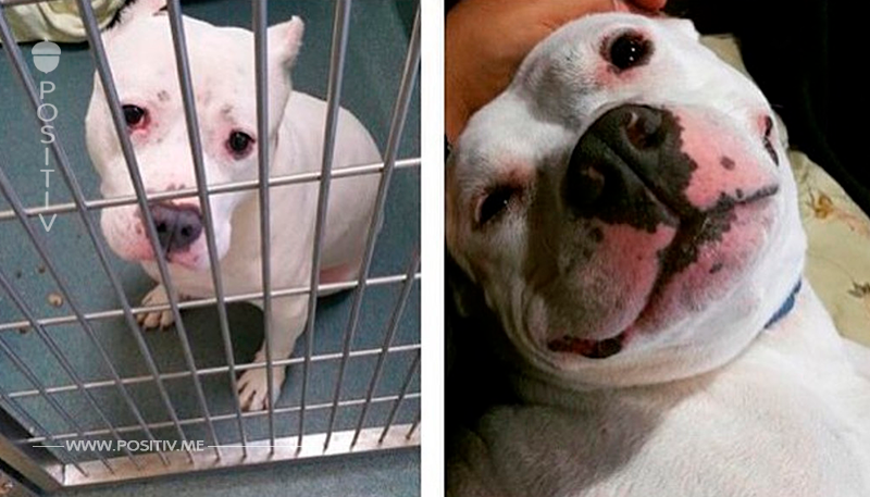 20 Hunde vor und nach ihrer Adoption.
