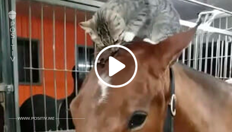 Sassa nimmt ihre Katzen-Pflichten sehr ernst – schau dir die Reaktion vom Pferd an