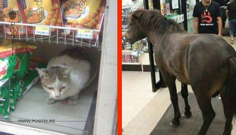 Tiere pilgern in Scharen in diesen Supermarkt.