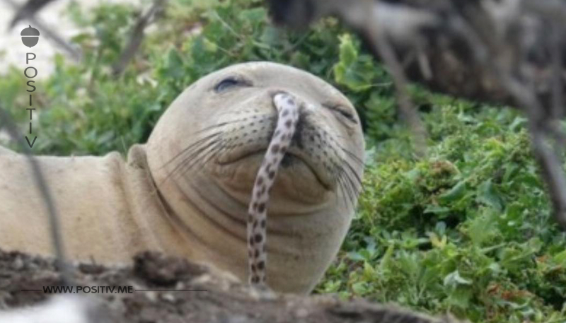 Rätsel auf Hawaii: Aale kriechen in Nasen von Robben.