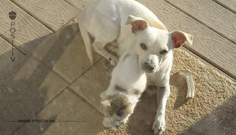 Mann erschießt Chihuahua mit Sturmgewehr – weil er auf seinen Rasen pinkelte