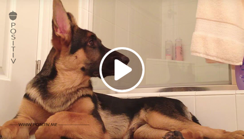 Mann singt unter der Dusche – sein Hund zeigt ihm, wer der wirkliche Star im Badezimmer ist