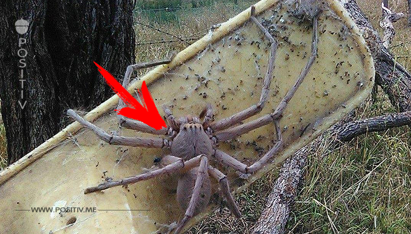 Australische Frau rettet pudelgroße Spinne und behält sie.