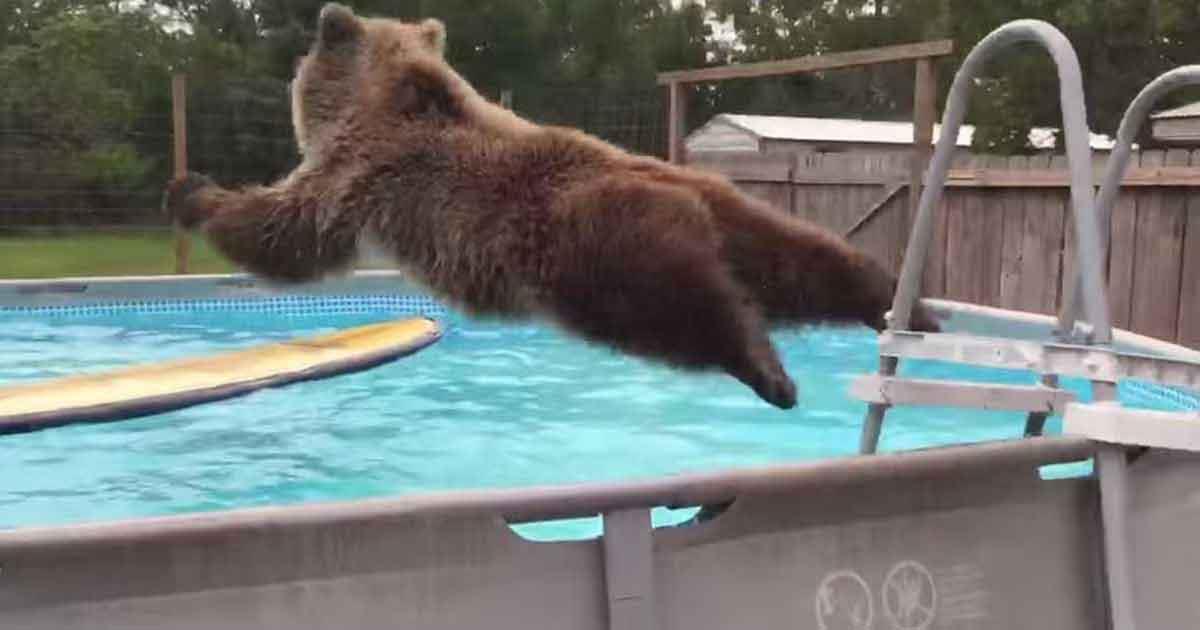 Bär springt in Pool, schaut sich um und grinst breit in die Kamera