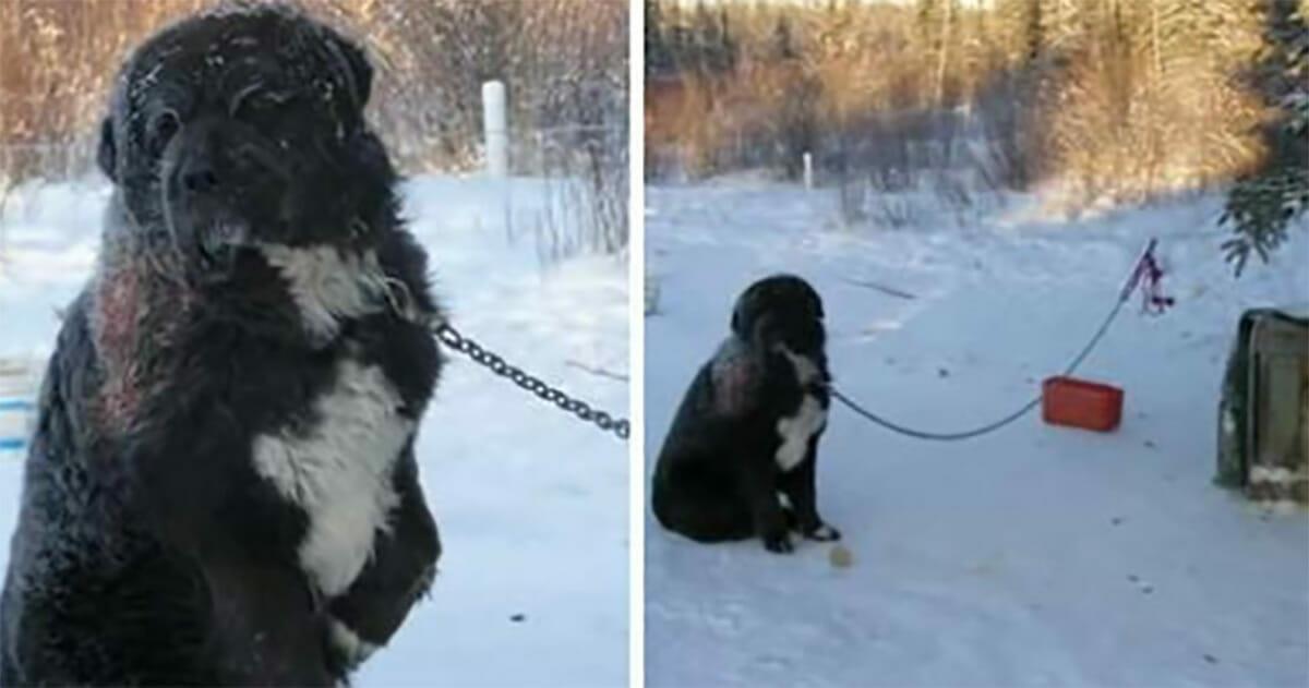 Hund war 4 Jahre in Kälte angekettet, ungeliebt von Besitzer und von anderen Tieren angegriffen