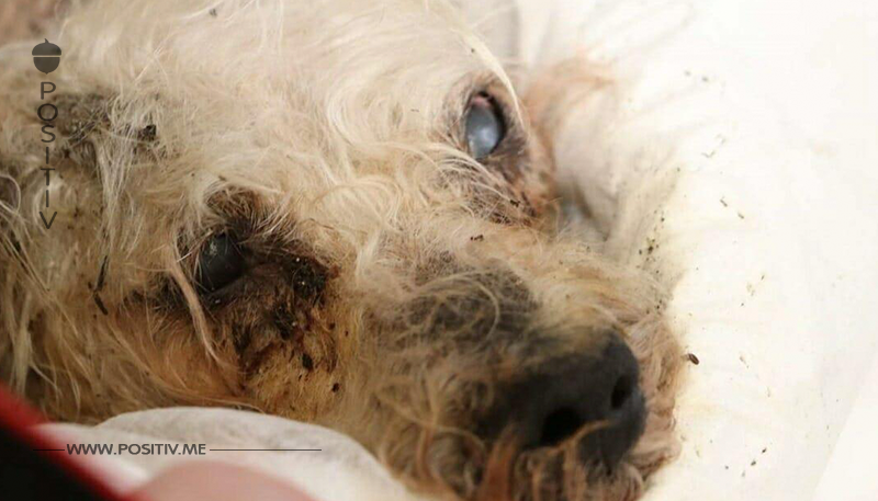 Hund von Brücke geworfen, wird tot geborgen: Polizei sucht nun nach dem Tierquäler