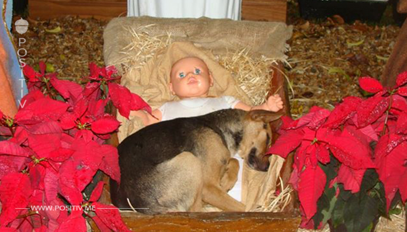Bewohner können es nicht fassen, als sie sehen, wie ein Hund sich an Baby Jesus kuschelt