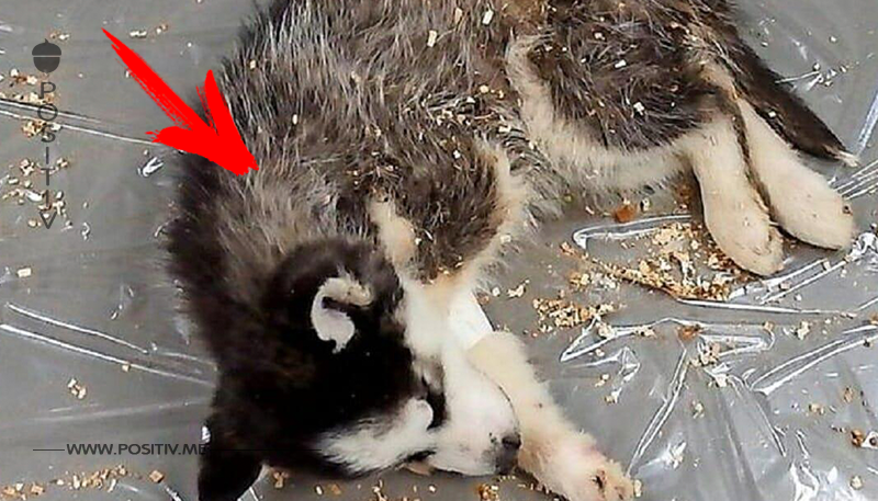 Tierquäler entsorgt Husky im Müll – 12 Wochen alter Welpe verendet an Neujahr qualvoll