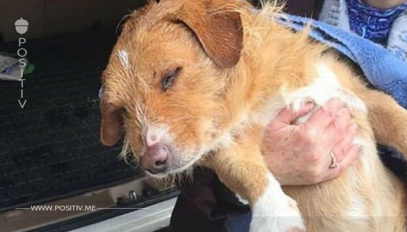 Hund mit Luftpistole blind und taub gefoltert: Fast 100 Kugeln prasselten auf ihn ein